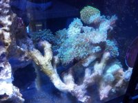 FROGSPAWN.jpg
