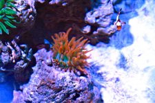 ImageUploadedByReefs1356112878.631707.jpg