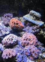IMG_1662.jpg