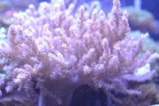 DSC_0068.jpg