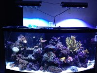 ImageUploadedByReefs1366238456.370741.jpg