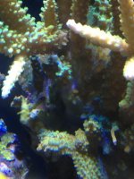 ImageUploadedByReefs1366238467.006807.jpg