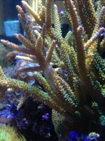ImageUploadedByReefs1366238478.322457.jpg