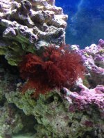 ImageUploadedByReefs1364108967.350831.jpg ImageUploadedByReefs1364108967.350831.jpg