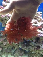 ImageUploadedByReefs1364109022.950434.jpg ImageUploadedByReefs1364109022.950434.jpg
