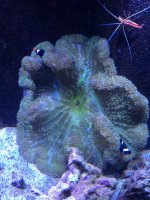 ImageUploadedByReefs1360159555.707889.jpg