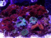 ImageUploadedByReefs1369503019.734591.jpg