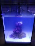ImageUploadedByReefs1356155029.689778.jpg