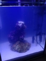 ImageUploadedByReefs1356155048.042959.jpg