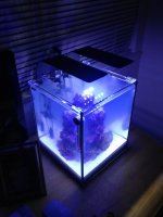 ImageUploadedByReefs1356155082.234443.jpg