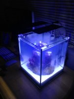 ImageUploadedByReefs1356155103.154985.jpg