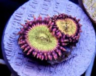 zoa2.jpg
