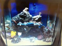 ImageUploadedByReefs1364145474.310879.jpg