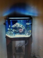 ImageUploadedByReefs1364145580.608943.jpg