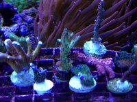 ImageUploadedByReefs1364147809.342126.jpg