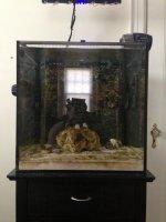 ImageUploadedByReefs1364154400.464639.jpg