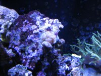 Reef 015.jpg