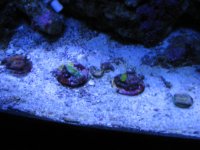 Reef 018.jpg