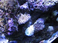 Reef 021.jpg