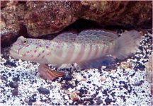 PinkandBlueSpottedGoby[1].jpg