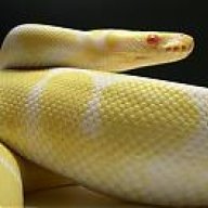 Limey