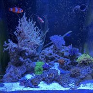 kirmareef