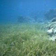 otheraquatics