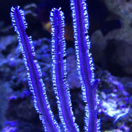 grsfish