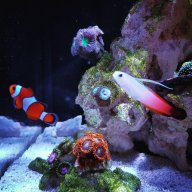 Green City Aquatics