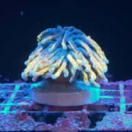 Torchfan