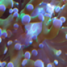 Square Grouper