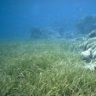 otheraquatics
