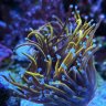 Reefncj