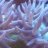 Reef-gazer