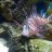 WidebodyFish