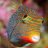 T3TRODOTOXIN