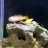 Blenny&Co.
