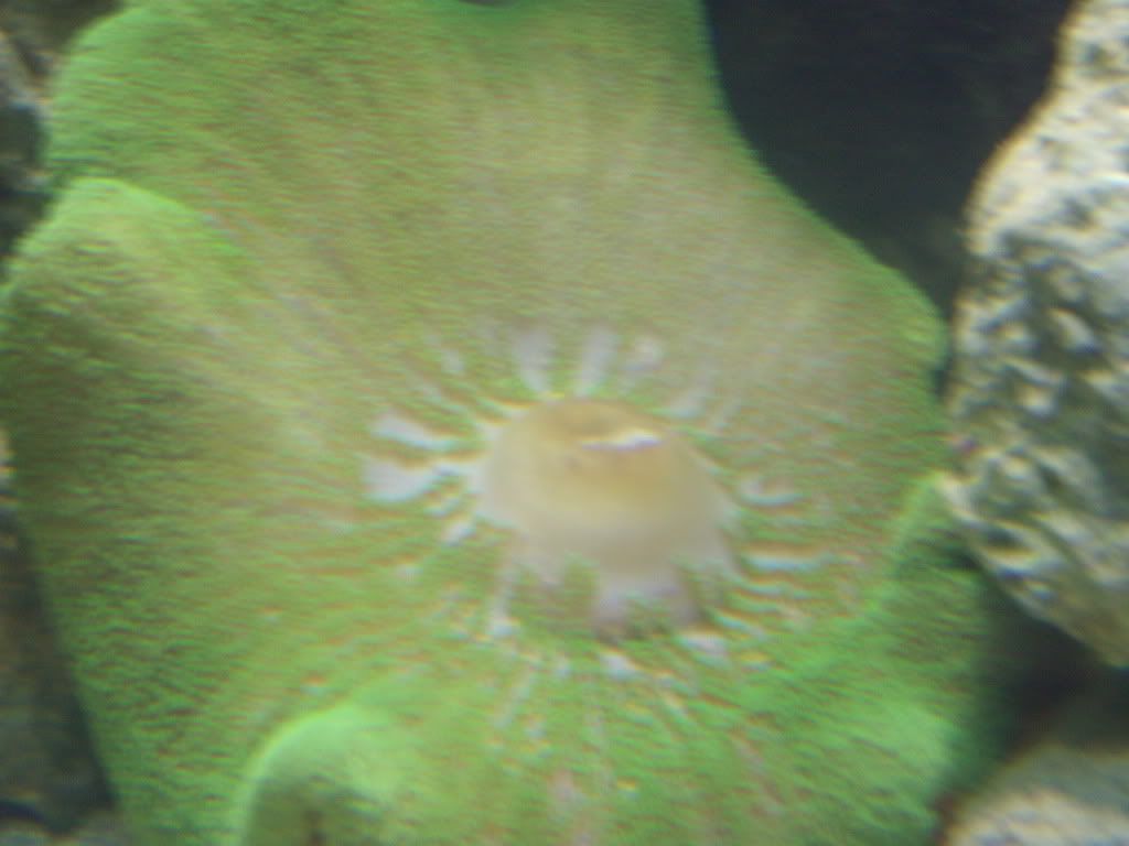 jayfish139.jpg