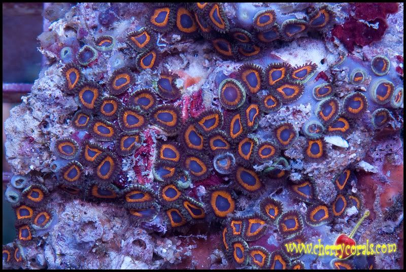 NewCorals_44-3.jpg