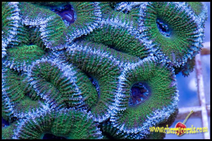 NewCoral_27copy.jpg