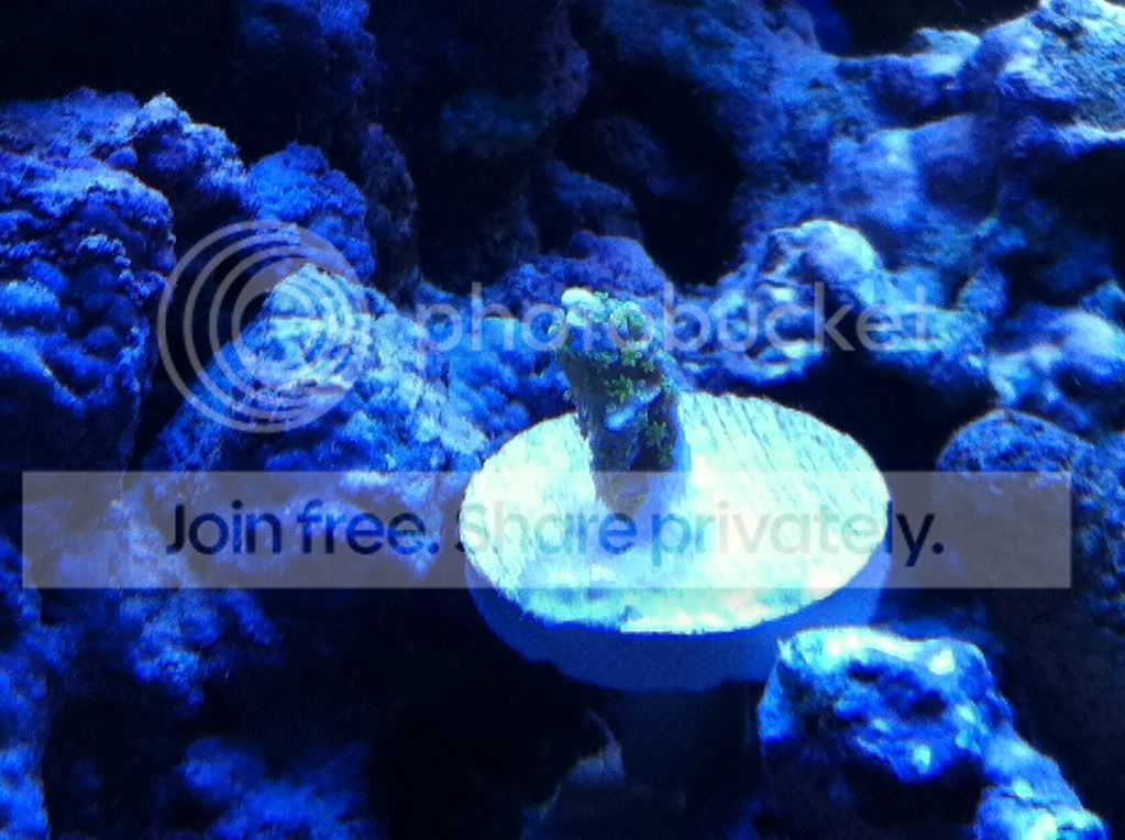 frags2-25-12010.jpg