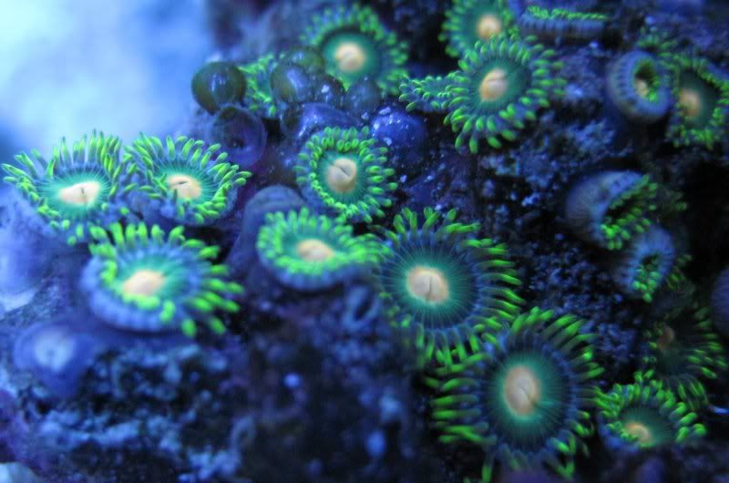 DallasNYC_zoas28.jpg