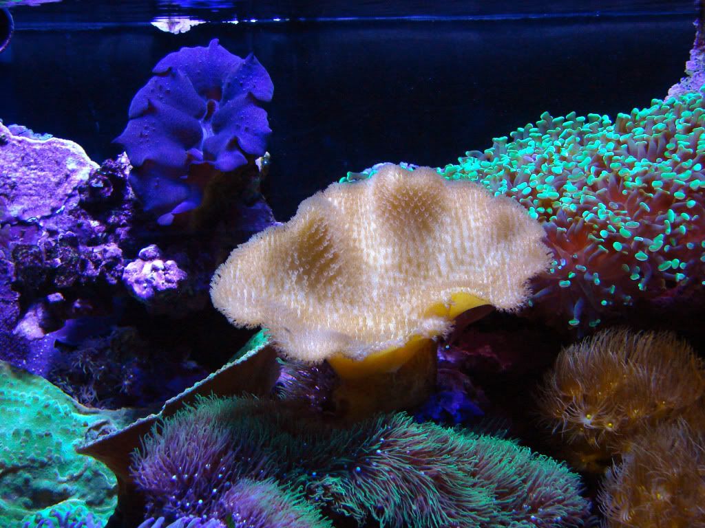 leatherandclam.jpg