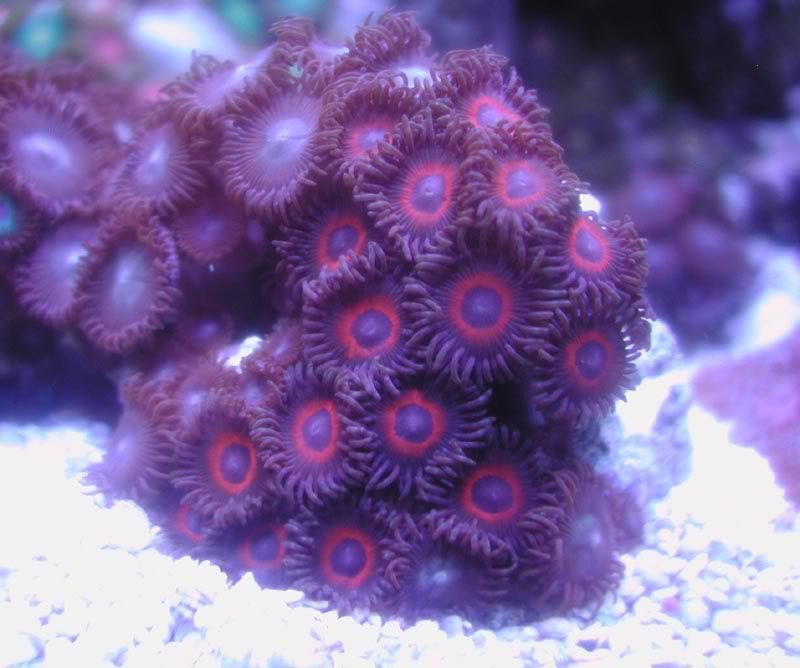 DSCN5724.jpg