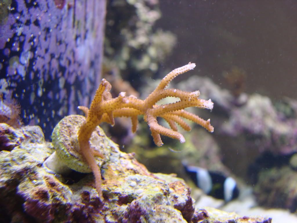 FirstSPSandclamOctober10015.jpg