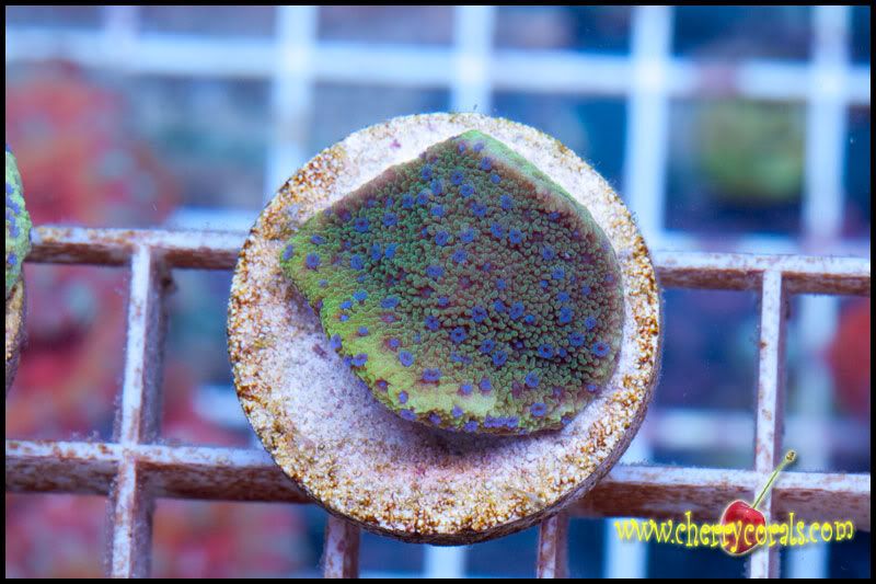 NewCorals_22-4.jpg