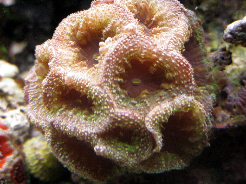 corals1302010011-1.jpg