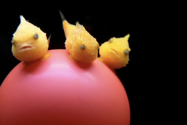 balloonlumpfish.jpg