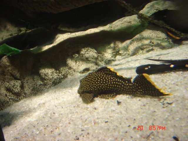 DSC01423.jpg