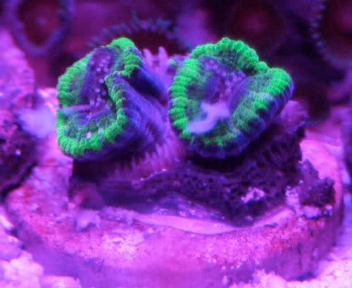 acan5.jpg